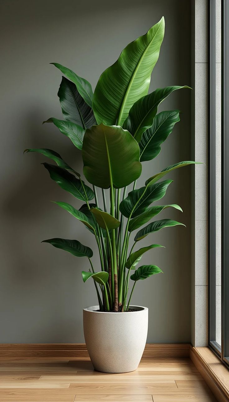 Exotic Giant Bird of Paradise - Large Indoor Tropical Statement Plant