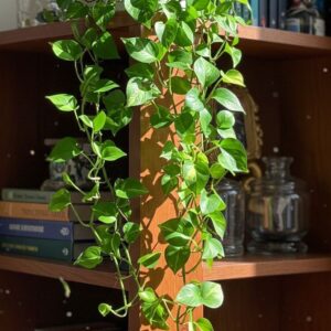 Lush Green Money Plant (Pothos) - Easy-Care Indoor Climber in Decorative Pot
