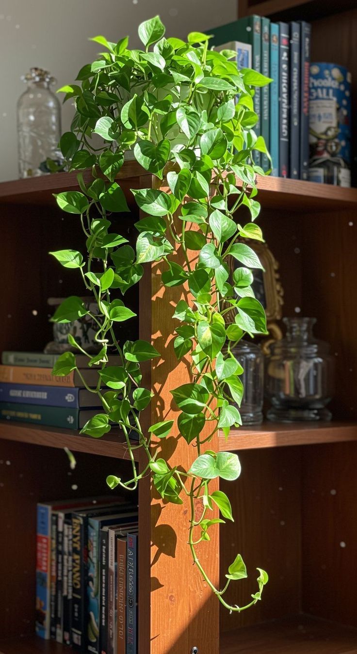 Lush Green Money Plant (Pothos) - Easy-Care Indoor Climber in Decorative Pot